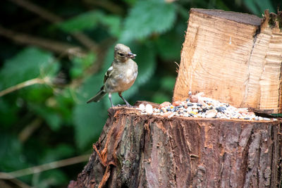 Close-up of bird perching on wood