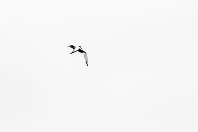 Low angle view of birds flying over white background