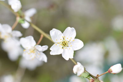 Close-up of white apple blossoms in spring