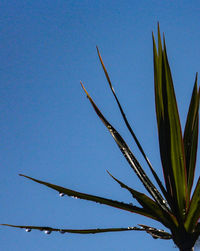 Low angle view of plant against blue sky