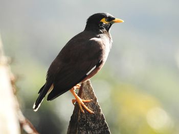 Close-up of bird perching on branch