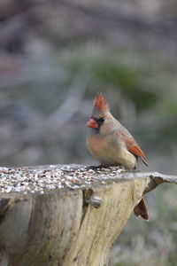 Close-up of bird perching on wood