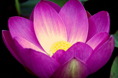 Close-up of pink water lily