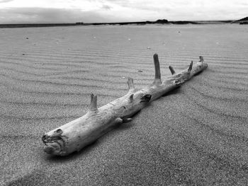 High angle view of driftwood on beach