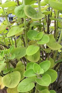 Close-up of banana tree