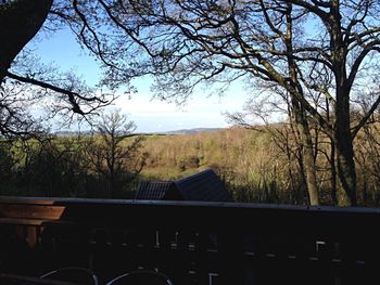 Bare trees on landscape