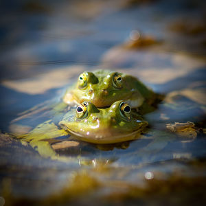 Close-up of frogs in lake