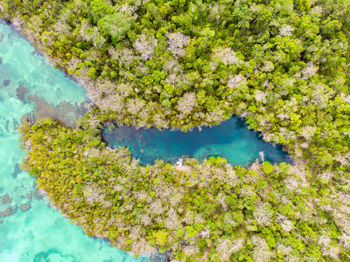High angle view of flowering plants by water