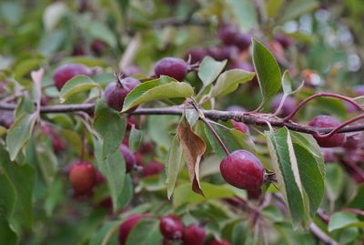 Close-up of berries growing on tree