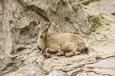 Red deer baby lies in the rocks