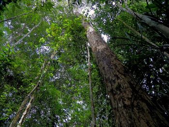 Low angle view of trees in forest