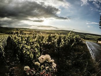 Scenic view of field against cloudy sky