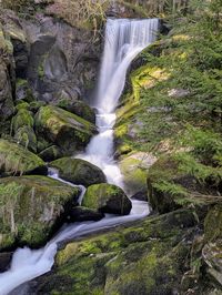 Scenic view of waterfall in forest