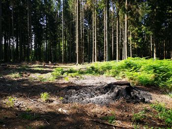 Trees growing in forest