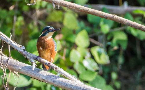 Bird perching on railing