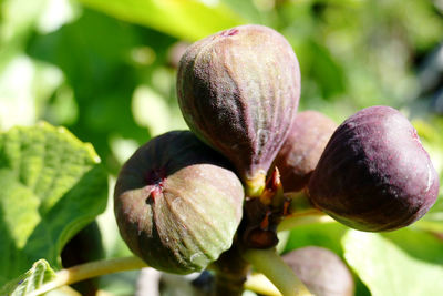 Close-up of fruit growing on tree