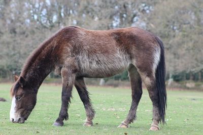 Horse grazing in a field