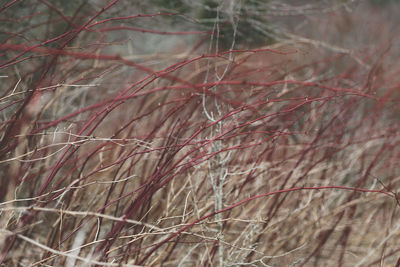 Close-up of plant