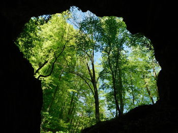 Low angle view of trees in forest