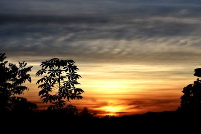 Silhouette trees on field against sky during sunset