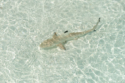 High angle view of turtle in swimming pool