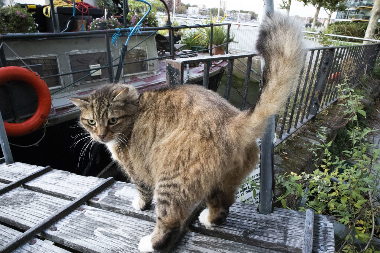 CAT ON WOOD