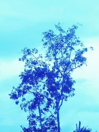 Low angle view of flowering tree against blue sky