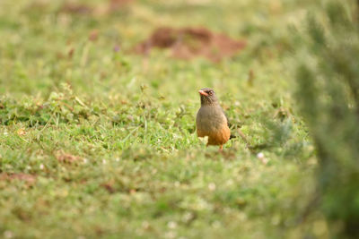 Bird in a field