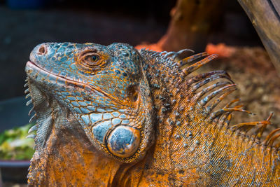 Close-up of a lizard