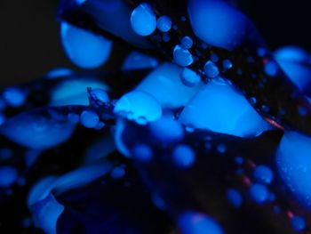 Close-up of jellyfish swimming in aquarium