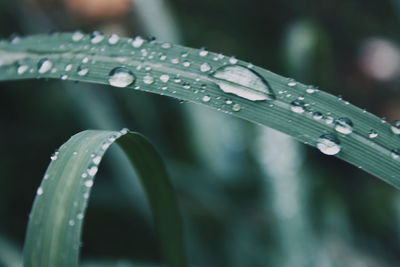 Close-up of wet grass