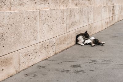 Cat sitting on wall