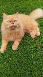 High angle portrait of cat by plants