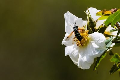 Close-up of honey bee pollinating flower