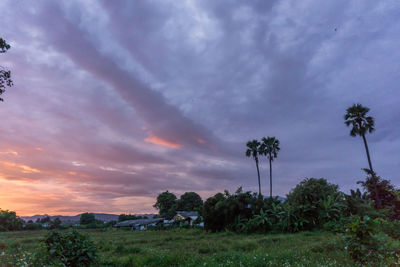 Trees on field against sky during sunset