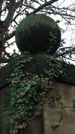 Low angle view of ivy growing on tree