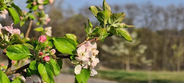 Close-up of flowering plant