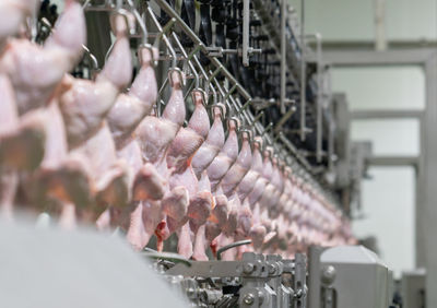 Whole chicken hang on conveyor belt selective focus and blur background in factory.