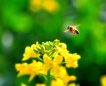 Close-up of bee pollinating on yellow flower