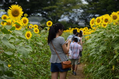 Rear view of young woman using mobile phone amidst sunflower plants on field