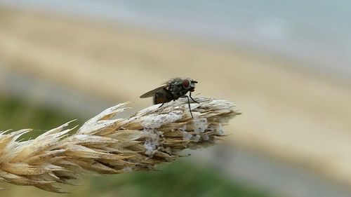 Close-up of insect on flower