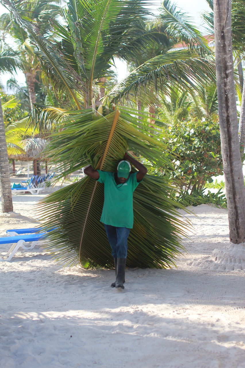 FULL LENGTH REAR VIEW OF WOMAN WALKING ON PALM TREE