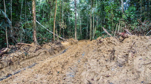 Scenic view of forest