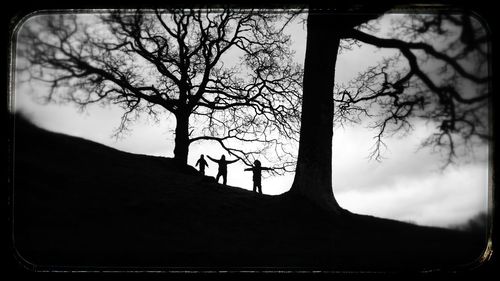 Bare trees against sky