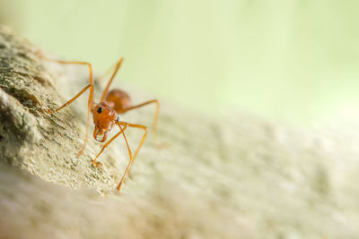 Close-up of ant on rock