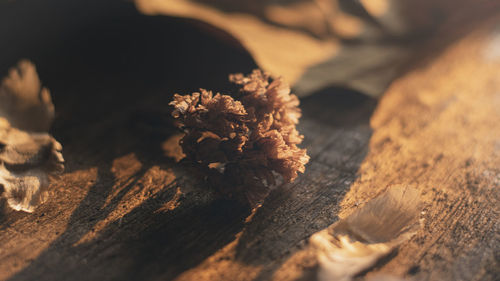 Close-up of dead plant on table
