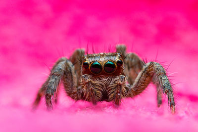 Close-up of spider on pink flower