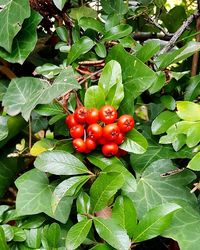 Close-up of red berries growing on plant