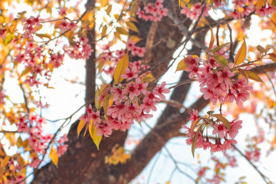 Low angle view of cherry blossoms in spring