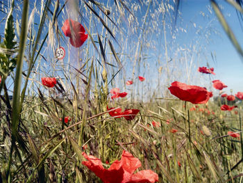 Close-up of red flowers